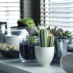 Global strike for future: 5 cose da fare per rendere la casa eco-friendly